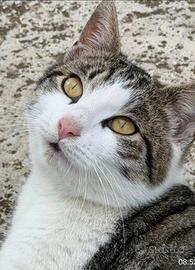 Gatto super dolce e affettuoso