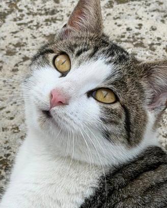 Gatto super dolce e affettuoso