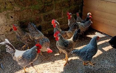 Galli Legbar Amarok Marans