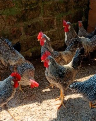 Galli Legbar Amarok Marans