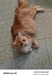 Gatti Norvegesi delle Foreste