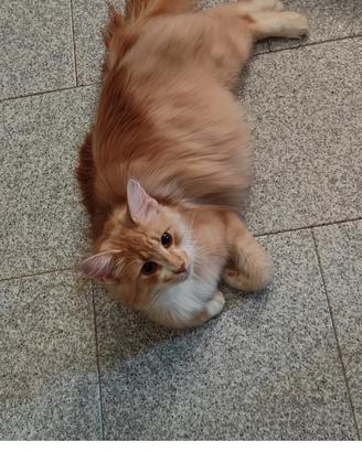 Gatti Norvegesi delle Foreste