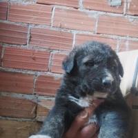 Cuccioli guardiania
