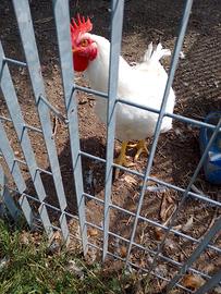 2 galli,su prenotazione anche galline
