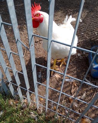 2 galli,su prenotazione anche galline