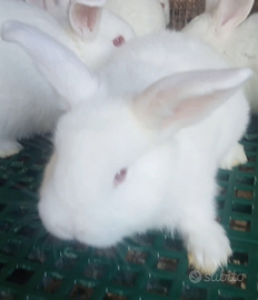 Conigli bianchi di nuova zelanda super