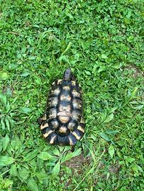 Tartaruga testudo marginata maschio adulto