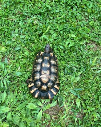 Tartaruga testudo marginata maschio adulto