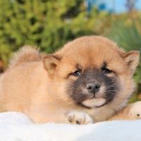 Cucciolo di Shiba Inu