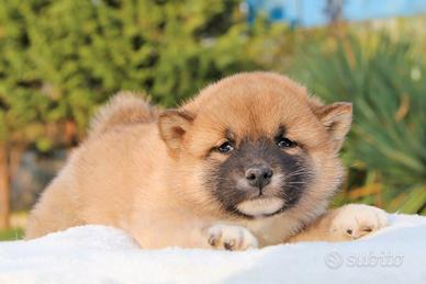 Cucciolo di Shiba Inu