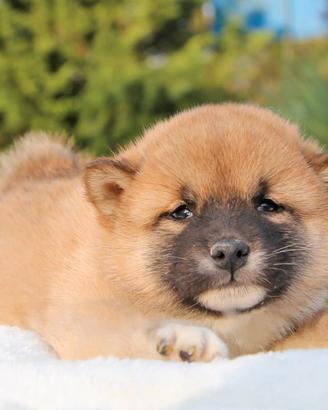 Cucciolo di Shiba Inu