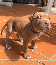 Cuccioli American Pitbull Terrier