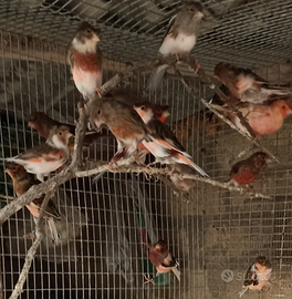 Canarini 2025 anche blocco