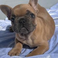 Bulldog francese