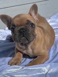 Bulldog francese