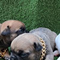 Femminuccia bulldog francese