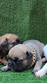 Femminuccia bulldog francese