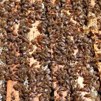 Sciami nuclei di api