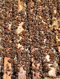 Sciami nuclei di api