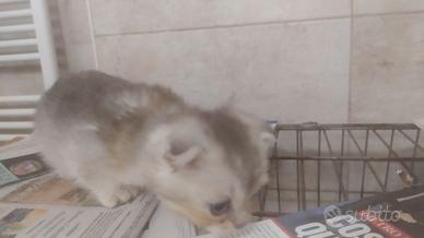 Scottish fold gattini