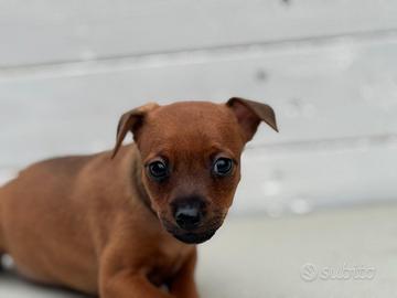 Pinscher