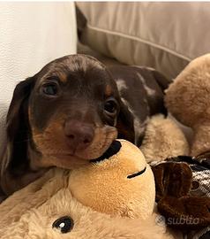 OPEN DAY cuccioli bassotto nano / kaninchen