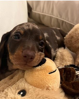 OPEN DAY cuccioli bassotto nano / kaninchen