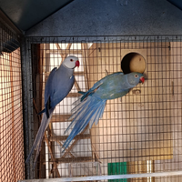 Parrochetti dal collare