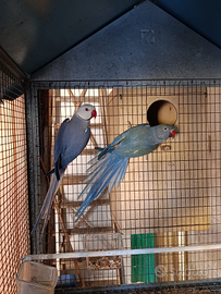 Parrochetti dal collare