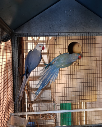 Parrochetti dal collare