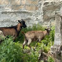 Due capre disponibili