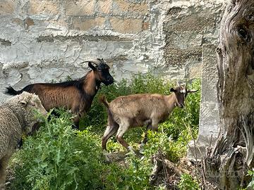 Due capre disponibili