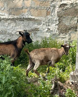 Due capre disponibili