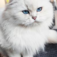 Gattini SCOTTISH BRITISH con PEDIGREE