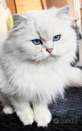 Gattini SCOTTISH BRITISH con PEDIGREE