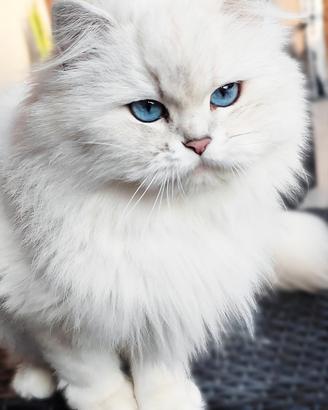 Gattini SCOTTISH BRITISH con PEDIGREE