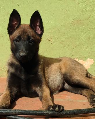 Pastore Belga Malinois cuccioli con pedigree