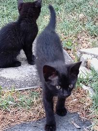 Gattina