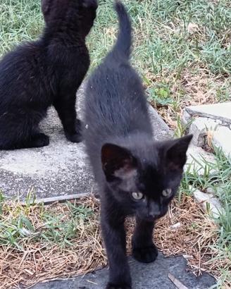 Gattina