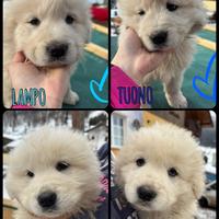 Vendita cuccioli di pastore maremmano