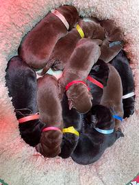Cuccioli Labrador