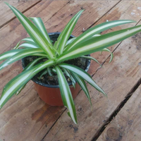 Chlorophytum comosum