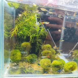 Pesci, lumache e piante acquario e laghetto