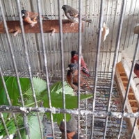 Cardinalini del Venezuela