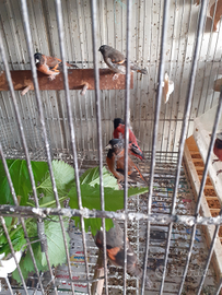 Cardinalini del Venezuela