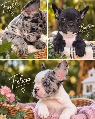 Cuccioli di bouledogue francese