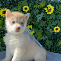 Siberian husky casa santangelo