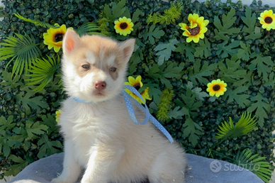 Siberian husky casa santangelo