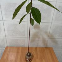 Avocado da piantare