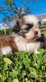 Shih-tzu cuccioli